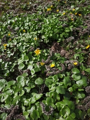 Ficaria verna