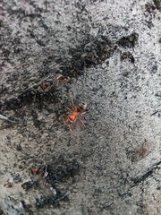 Formica