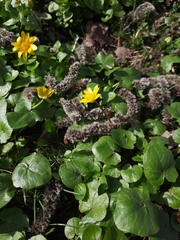 Ficaria verna