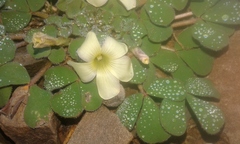 Oxalis melanosticta melanosticta