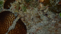 Coryphopterus eidolon