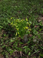 Gagea minima