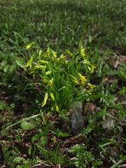 Gagea minima