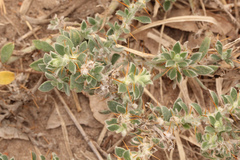 Sclerolaena cornishiana