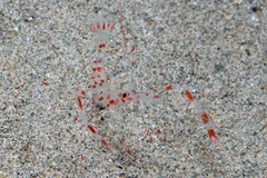 Stenopus