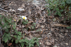 Cistus salviifolius