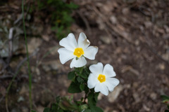 Cistus salviifolius