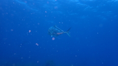 Alectis ciliaris