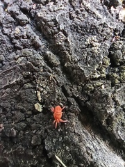 Trombidiidae