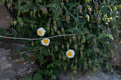 Cistus salviifolius