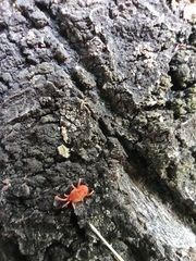 Trombidiidae