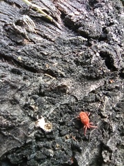 Trombidiidae