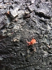 Trombidiidae