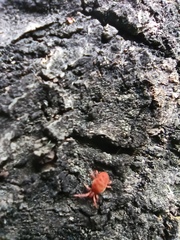 Trombidiidae