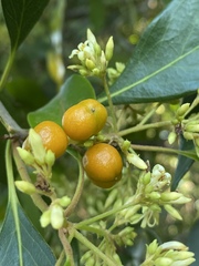 Pittosporum ferrugineum