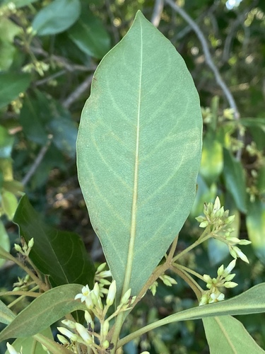 Pittosporum ferrugineum