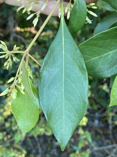 Pittosporum ferrugineum