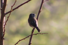 Junco hyemalis mearnsi