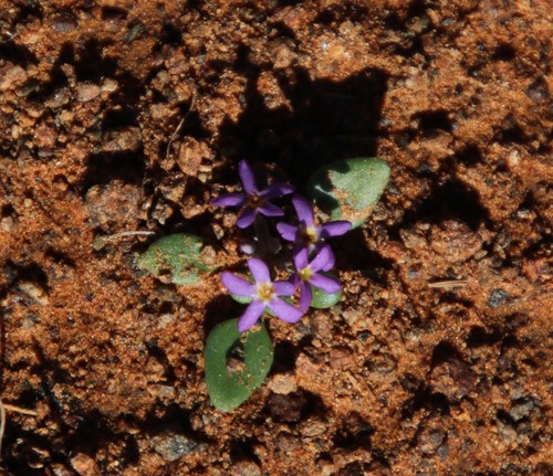Image of Manulea fragrans by (c) Tony Rebelo, some rights reserved (CC BY-SA)