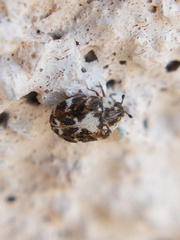 Anthrenus lepidus