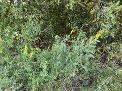 Crotalaria trichotoma
