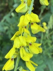 Crotalaria trichotoma