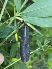 Crotalaria trichotoma