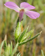 Phlox viscida