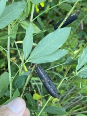 Crotalaria trichotoma
