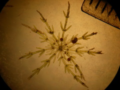 Chara ecklonii mollusca