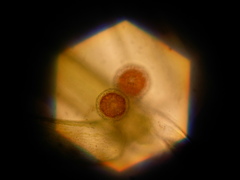 Chara ecklonii mollusca