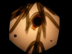 Chara ecklonii mollusca