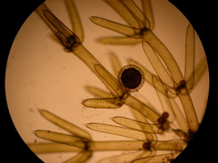 Chara ecklonii mollusca