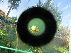 Araneae