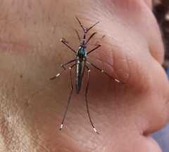 Toxorhynchites moctezuma