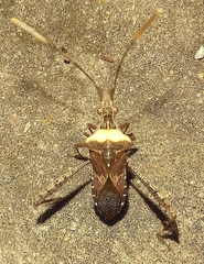 Leptoglossus