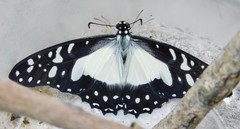 Graphium angolanus