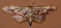 Idaea violacea