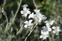 Cerastium grandiflorum