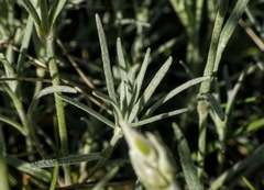 Cerastium grandiflorum