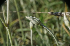 Cerastium grandiflorum