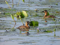 Thalassornis leuconotus
