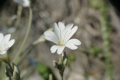 Cerastium grandiflorum