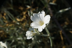 Cerastium grandiflorum