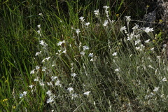Cerastium grandiflorum