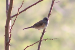 Junco hyemalis mearnsi