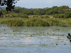 Thalassornis leuconotus