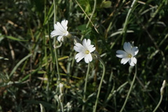 Cerastium grandiflorum
