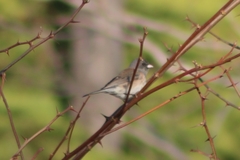 Junco hyemalis mearnsi