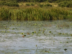 Thalassornis leuconotus